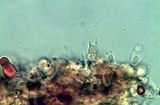 Gymnopilus imperialis image