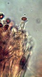 Gymnopilus imperialis image