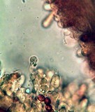 Gymnopilus imperialis image