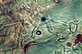 Gymnopilus imperialis image