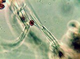 Gymnopilus imperialis image