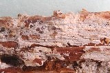 Image of Grandinia alutaria