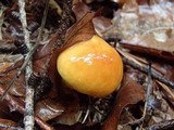 Suillus grevillei image