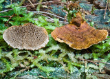Hexagonia apiaria image