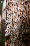 Hexagonia apiaria image