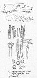 Boidinia furfuracea image