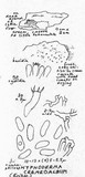 Hyphoderma cremeoalbum image