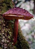 Boletellus emodensis image
