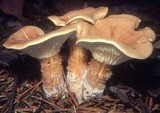 Clitocybe squamulosa image