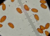 Bolbitius reticulatus image