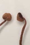 Ripartites serotinus image