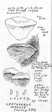 Leptoporus mollis image