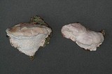Leptoporus mollis image