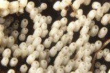 Henningsomyces candidus image