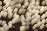 Henningsomyces candidus image