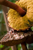 Boletellus emodensis image