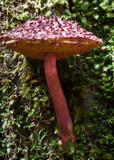 Boletellus emodensis image