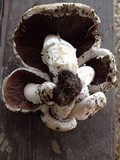 Agaricus bisporus image