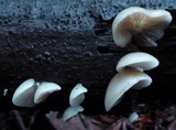 Crepidotus applanatus image