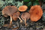 Lactarius subserifluus image