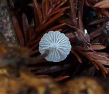 Roridomyces roridus image
