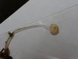 Roridomyces roridus image