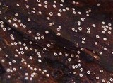 Stictis radiata image