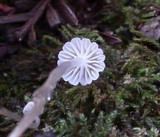 Roridomyces roridus image