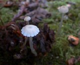 Roridomyces roridus image