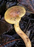 Chroogomphus ochraceus image