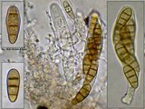Mytilinidion tortile image