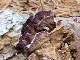 Trichaptum abietinum image