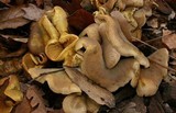 Tapinella panuoides image