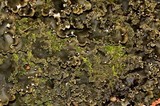 Peltigera elisabethae image