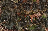 Peltigera elisabethae image