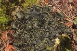 Peltigera elisabethae image