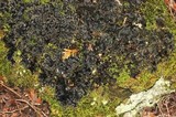 Peltigera elisabethae image