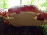 Fistulina hepatica image