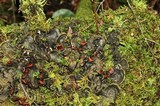 Peltigera horizontalis image