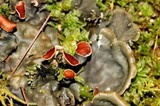 Peltigera horizontalis image