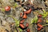 Peltigera horizontalis image