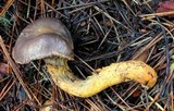 Chroogomphus vinicolor image