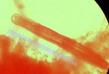 Chroogomphus vinicolor image