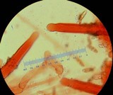 Chroogomphus vinicolor image
