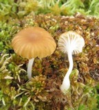 Sphagnomphalia brevibasidiata image