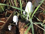 Coprinopsis nivea image