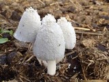 Coprinopsis nivea image