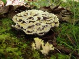 Thelephora vialis image