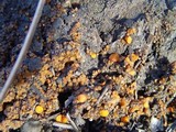 Anthracobia macrocystis image