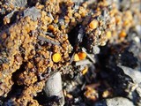 Anthracobia macrocystis image